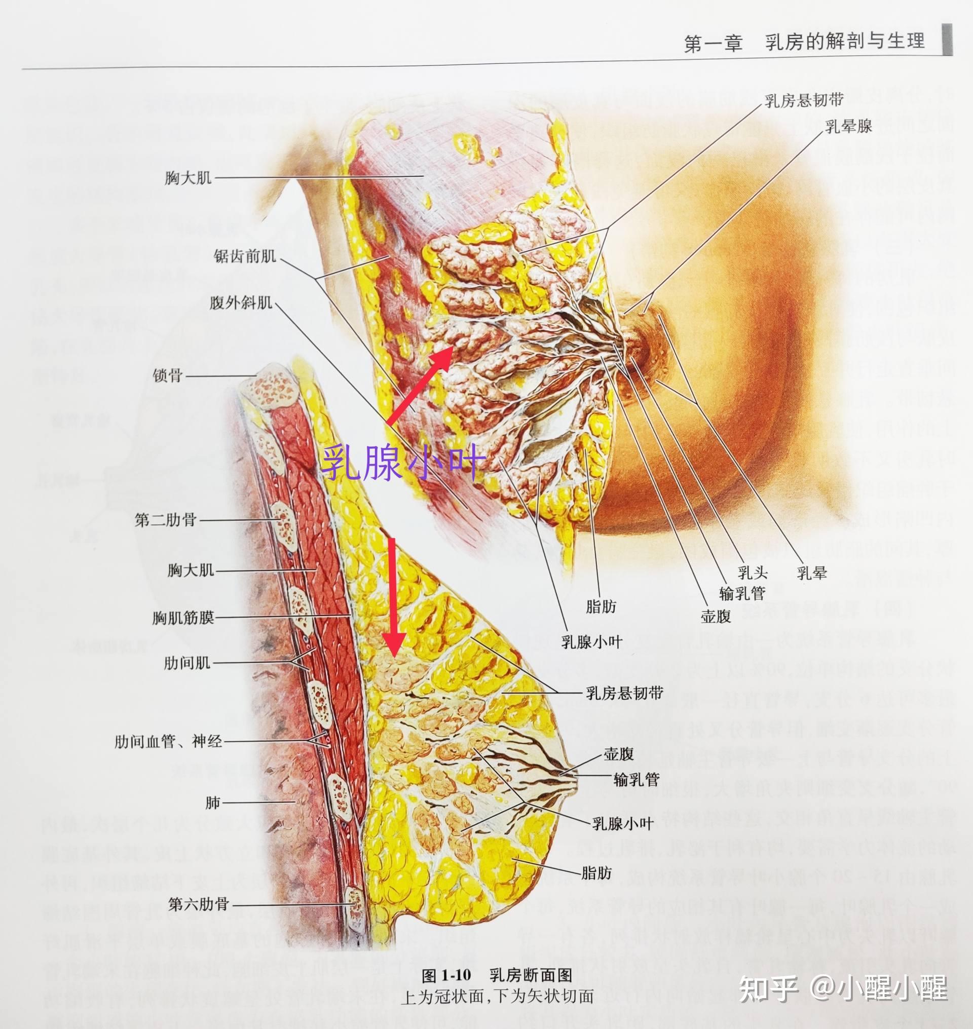 女性胸腺图片