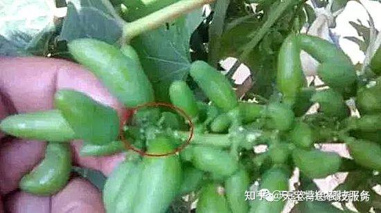葡萄果穗干梗发硬到底啥原因?咋解决? - 知乎