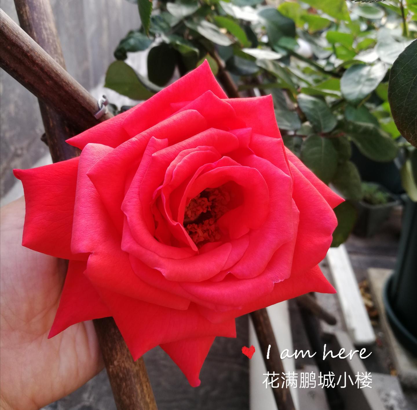 绯扇 Hiogi 朱红色的日本大花月季 知乎