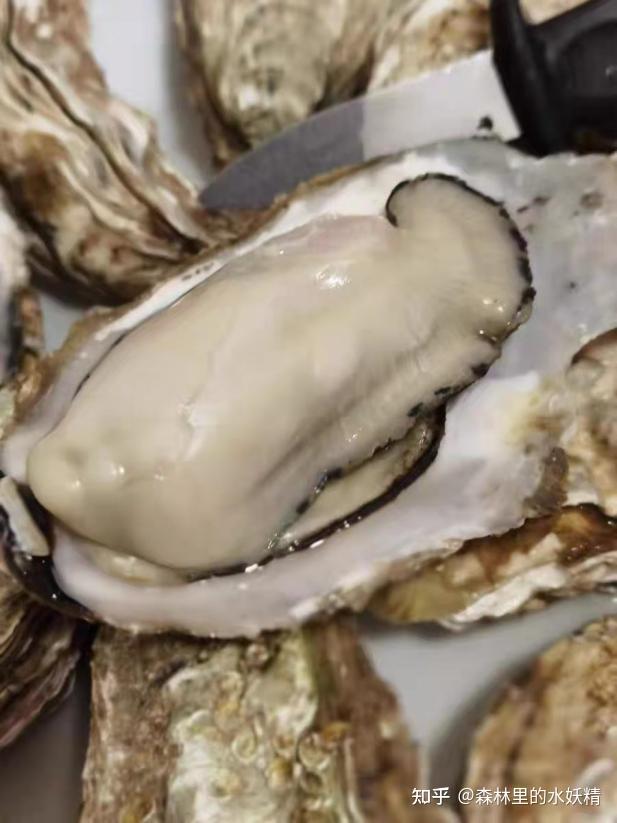 研学海南：吃货视角下不正经的博物学（一）贝类 - 知乎