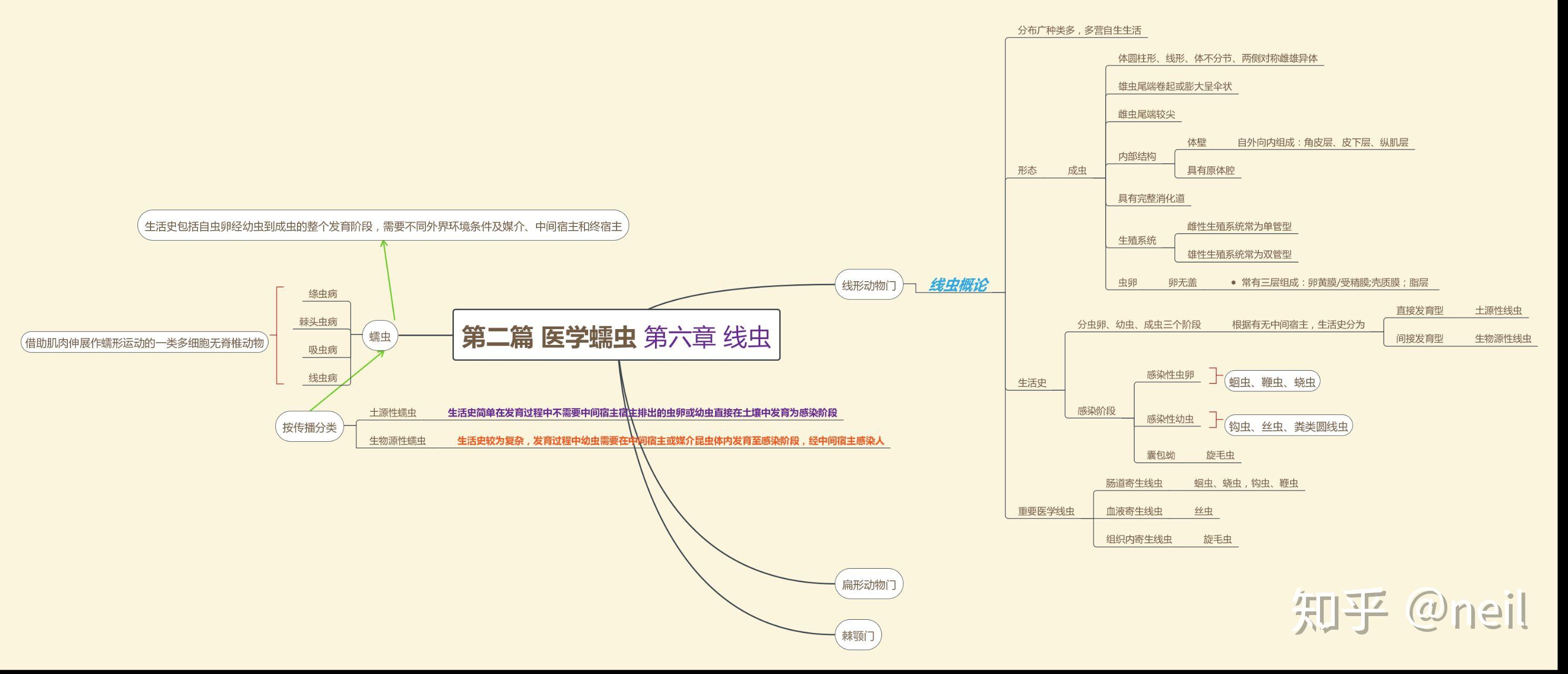 寄生虫思维导图如何画图片