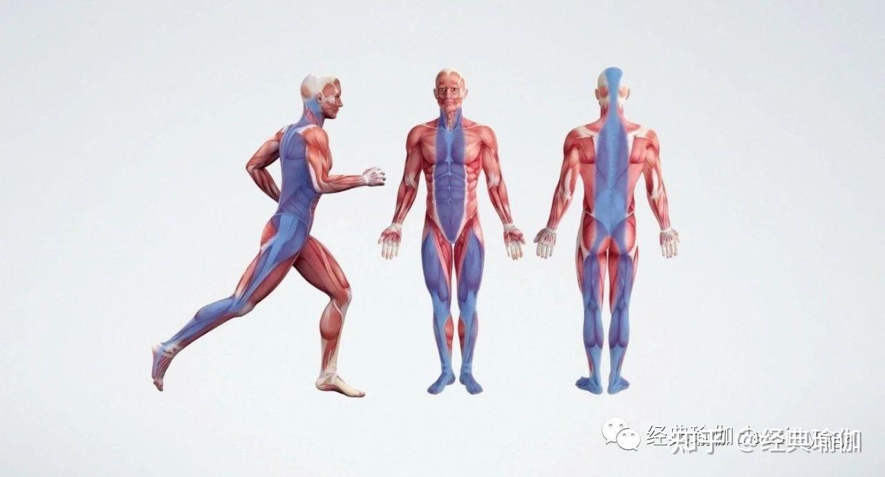如何理解筋膜在人体中的作用