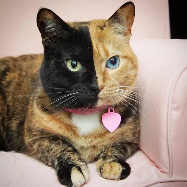 猫界最火网红阴阳脸异色瞳是上帝的杰作还是开了个玩笑