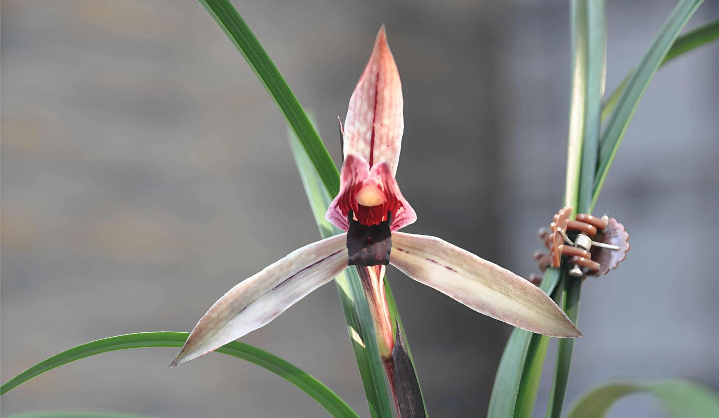 兰花赏析：春兰红花名品鉴赏之九大经典品种解析- 知乎