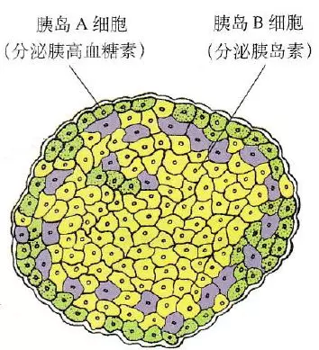 胰岛细胞结构图图片