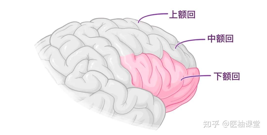 人体解剖学基础:大脑皮层 - 知乎