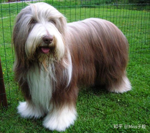 世界十大名贵犬只