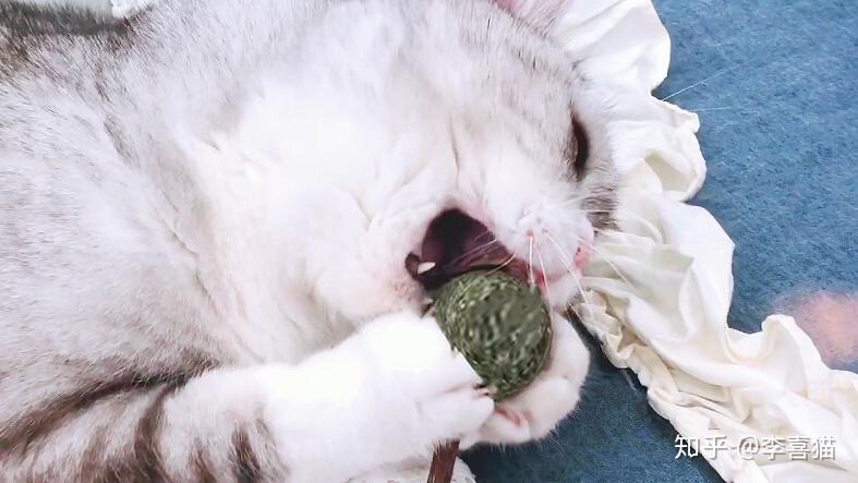 不同的猫咪遇上猫薄荷棒棒糖的反应