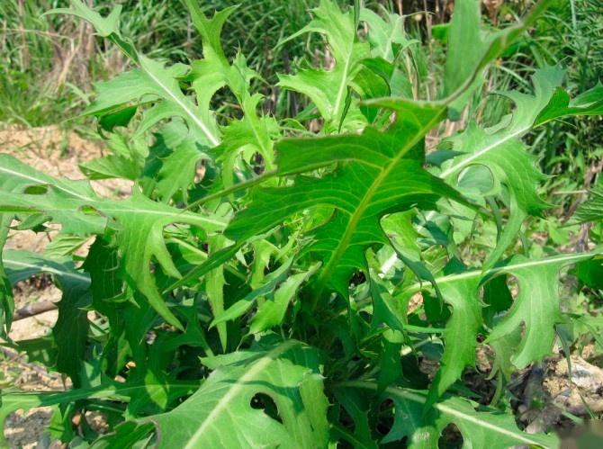 若长在您家旁边请答应我摘叶别挖根山莴苣真的好珍贵