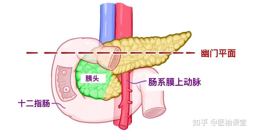 人体解剖学基础:脾脏和胰腺 - 知乎