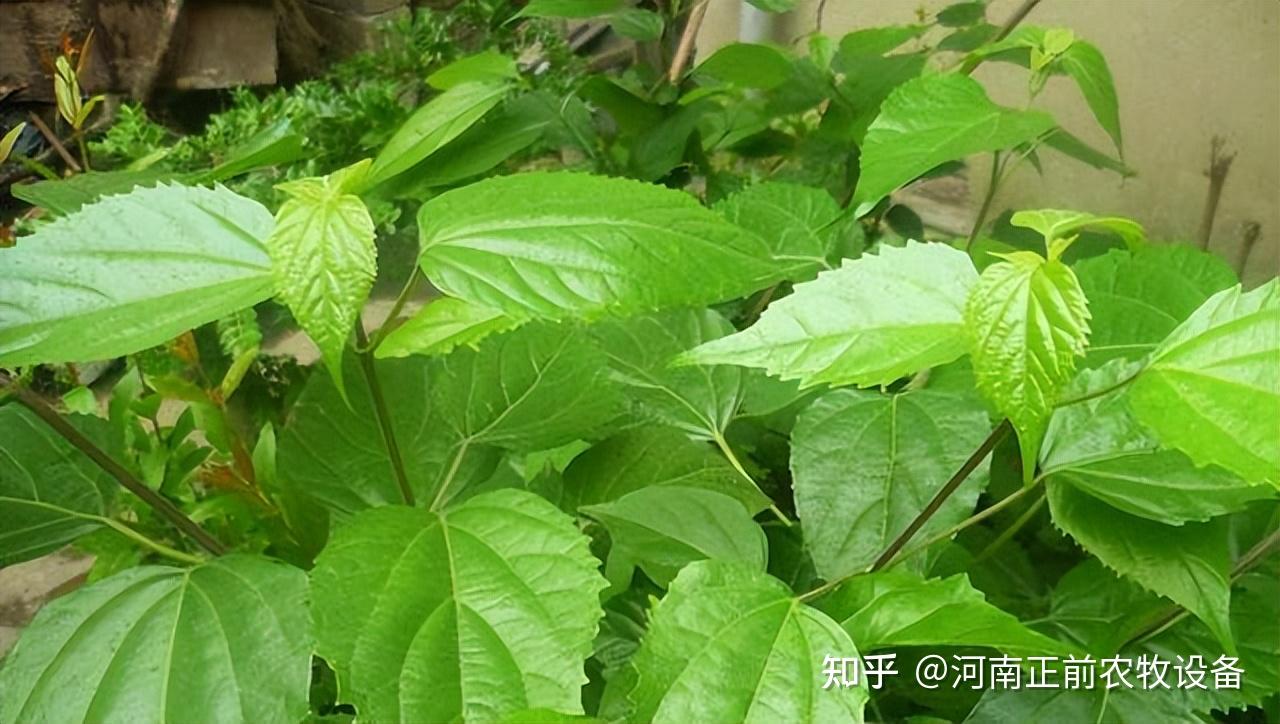 【植树节】羊口中的美食树叶排行揭晓 - 知乎