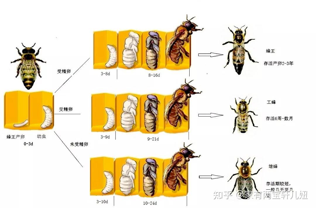 ① 卵虫期蜜蜂是完全变态发育的昆虫,由蜂王产下的受精卵发育而成的