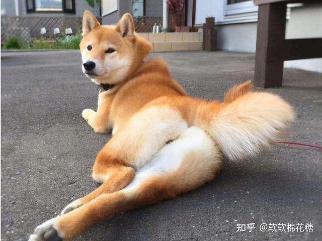 别大意狗狗用屁股眼看你是在给你这些暗示