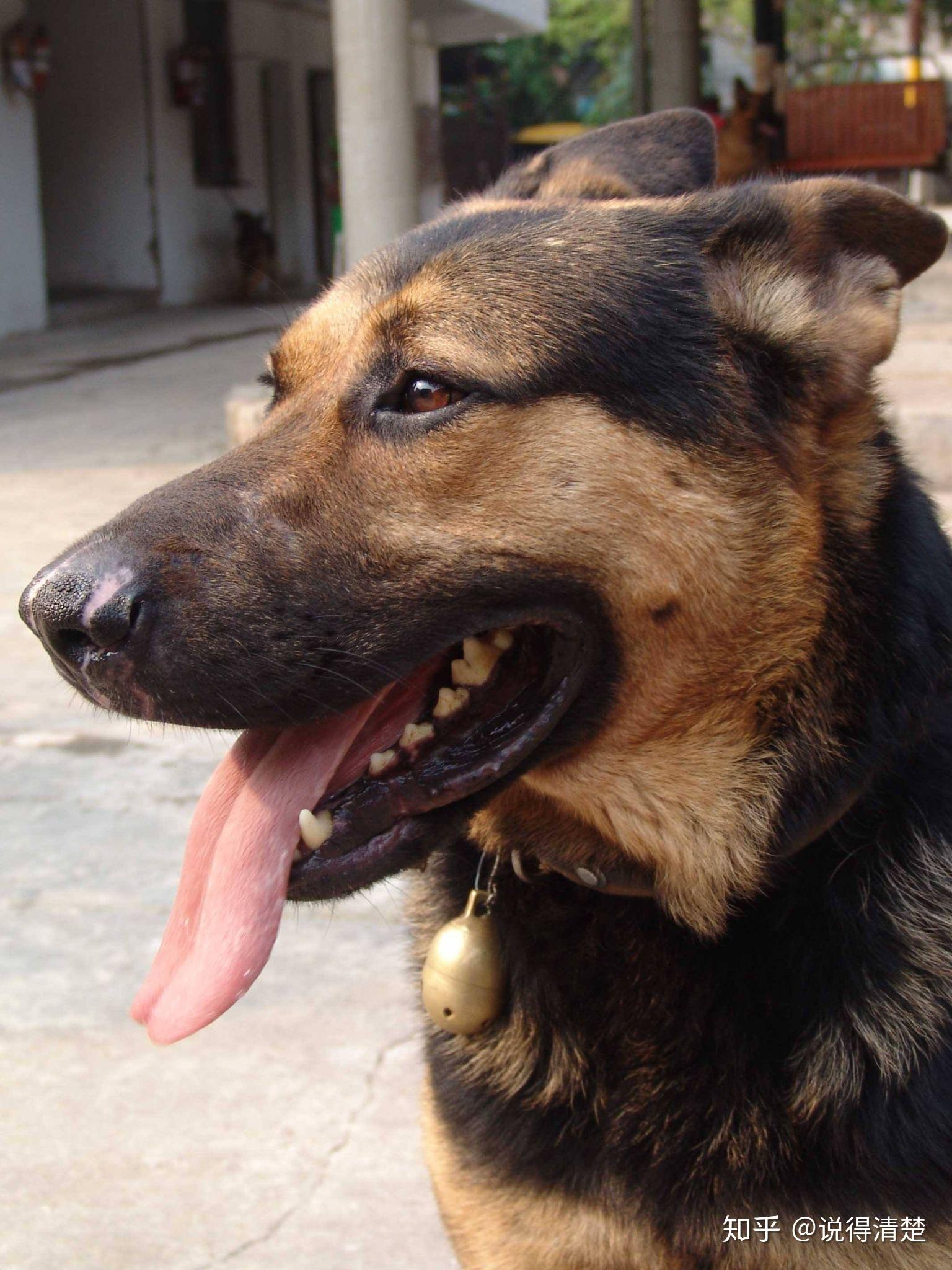 据科学学家研究,人类以外的所有低等动物中,只有海琢的大脑发育沟回