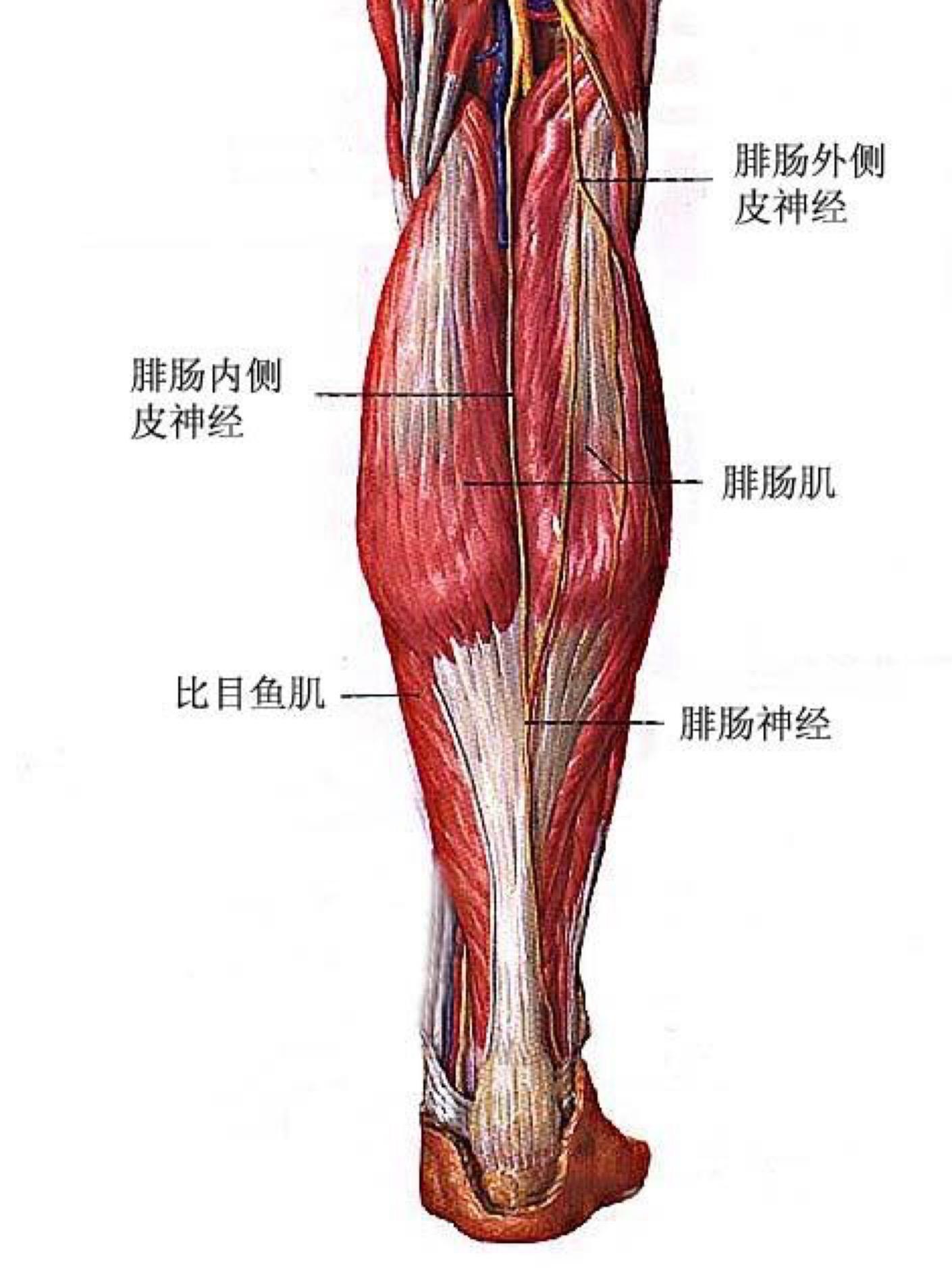 如何瘦小腿?