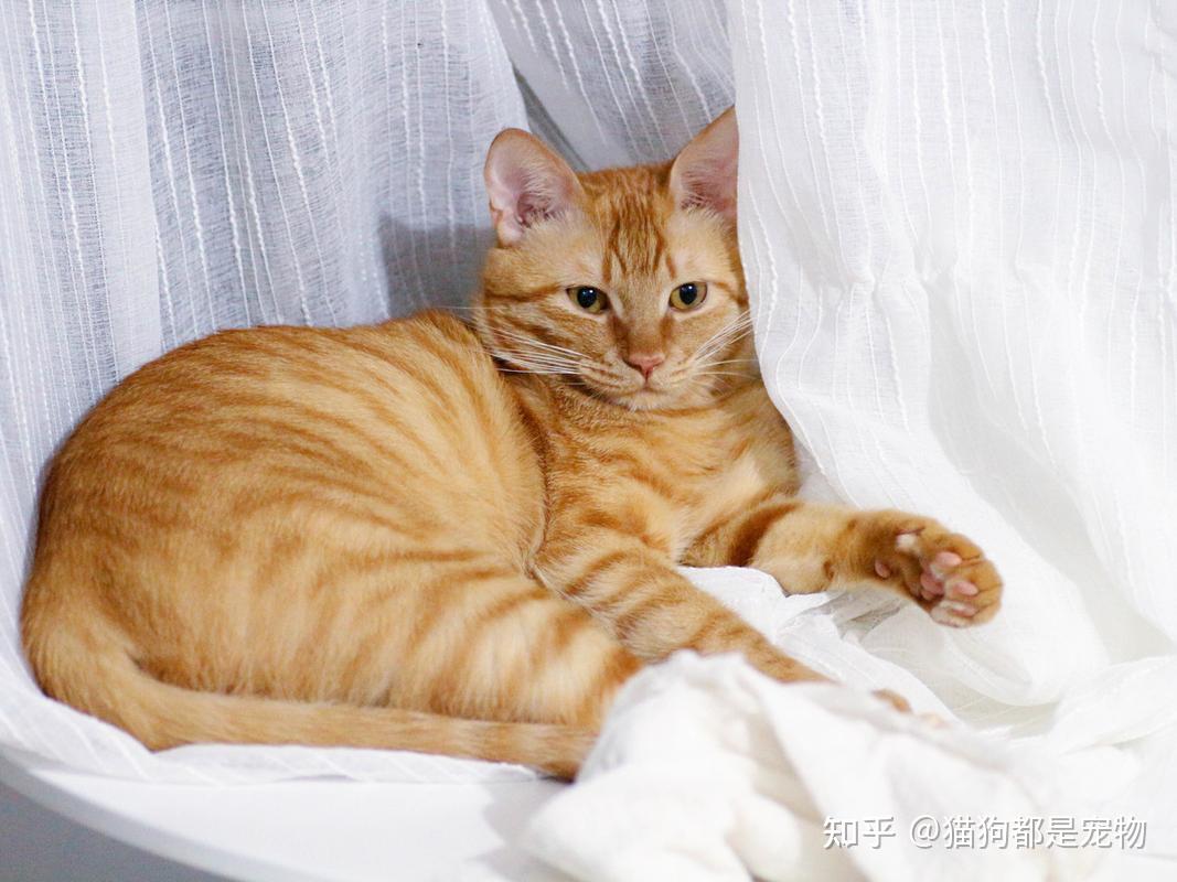 “黄狸猫”如此优秀，难怪颇受人们喜爱！ - 知乎