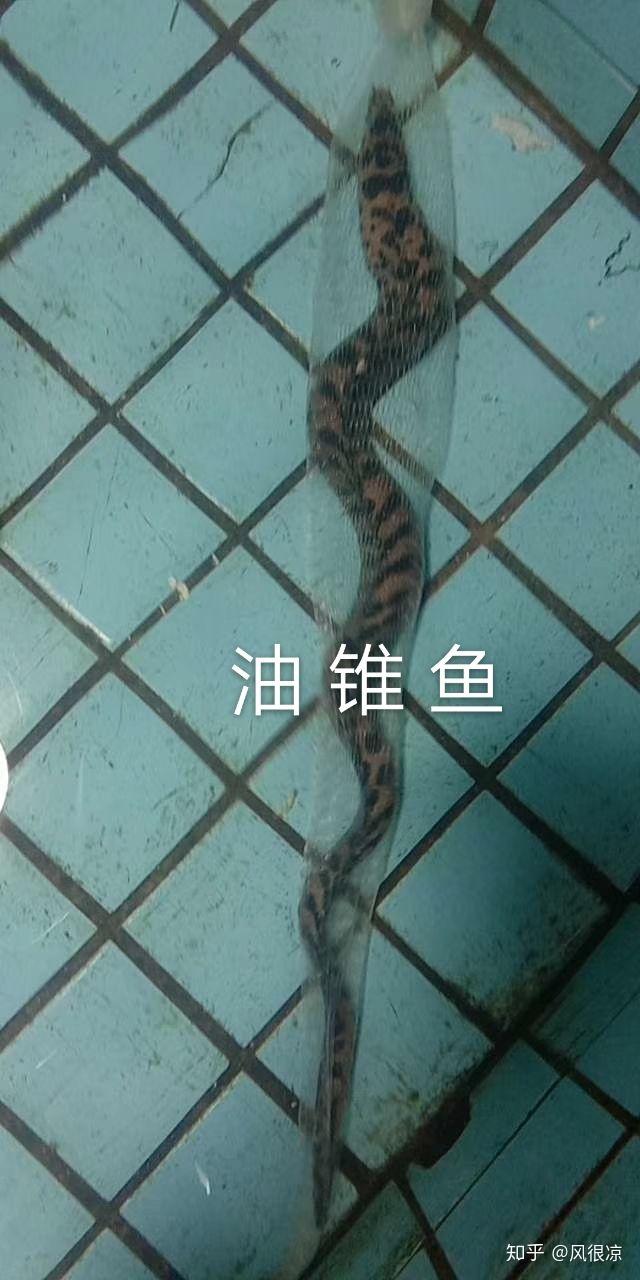 让你更了解霞涌之海鱼世界