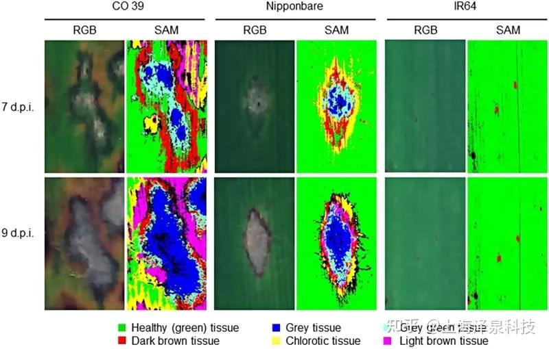 水稻基因型叶片上的孢子繁殖情况图7 通过高光谱成像技术量化的稻瘟病