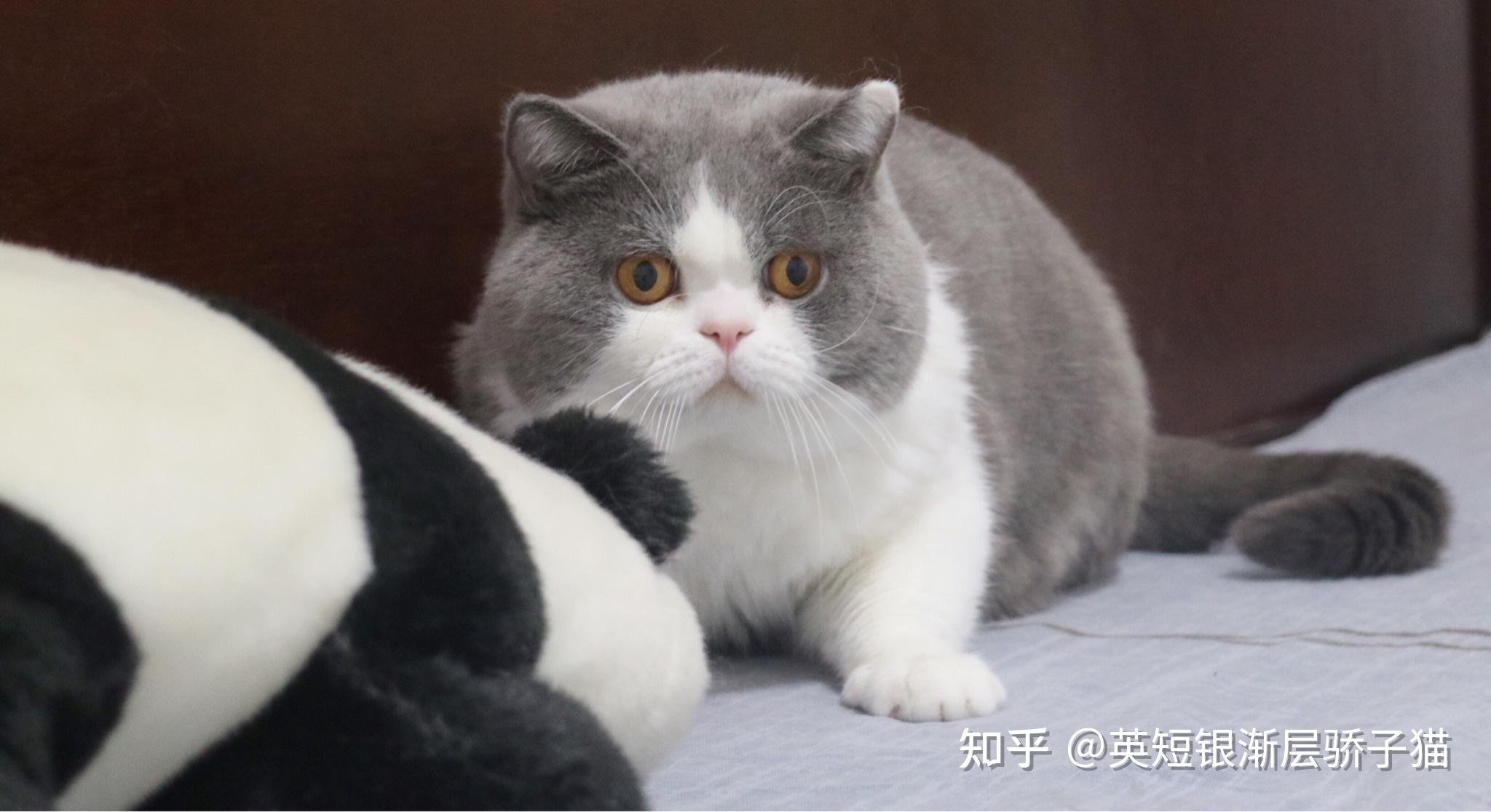 怎么看金渐层有没有蓝金血 v2-ef3c24bd106b141da5bb41a56d2e5b2b_r.jpg