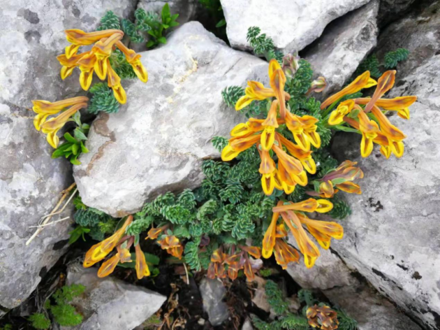 镜头下的玉龙雪山奇花异草见证了丽江生物多样性之美