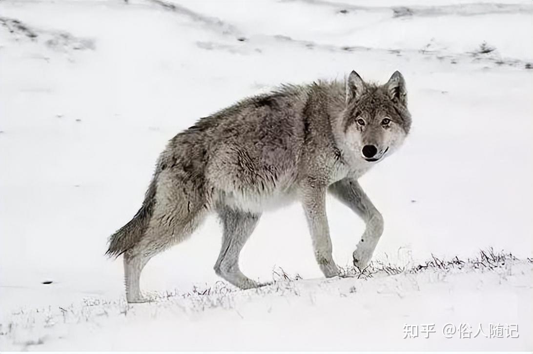 草原故事:狼群夜袭羊圈,10个牧民围堵3天,只打到落单的狼崽 - 知乎
