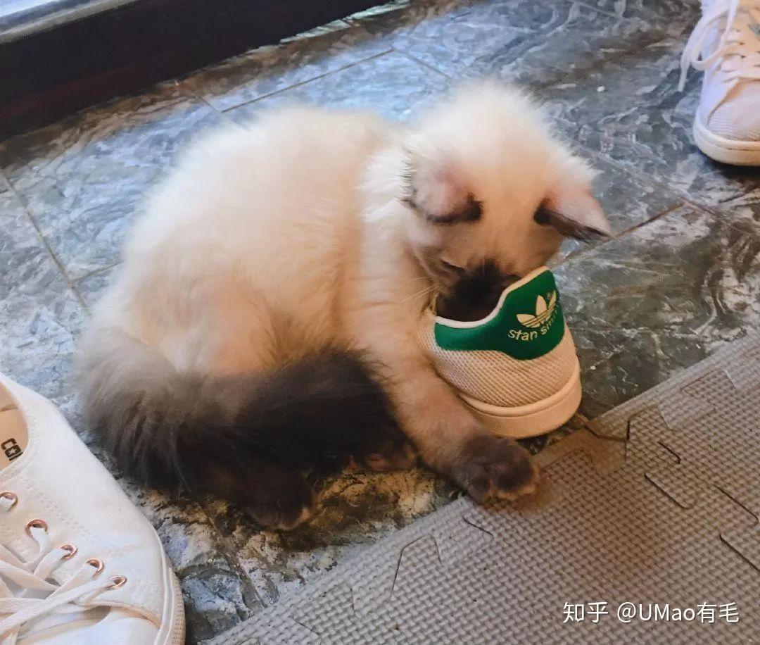 揭秘喵星人为何如此爱捧臭脚
