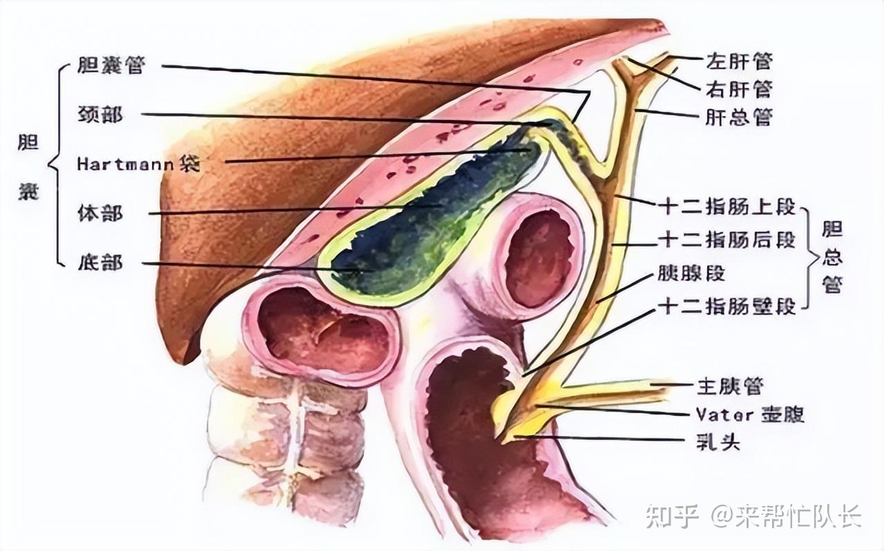 胆管位于人体的右上腹,肝内胆管位于肝脏内部,胆总管连接肝脏和十二