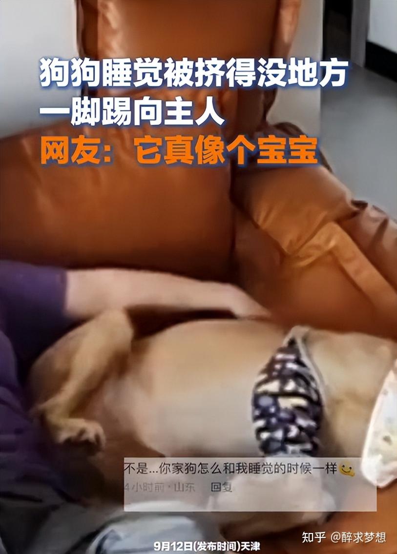 笑死天津一狗狗睡觉被挤得没地方一脚踢向主人笑死在评论区