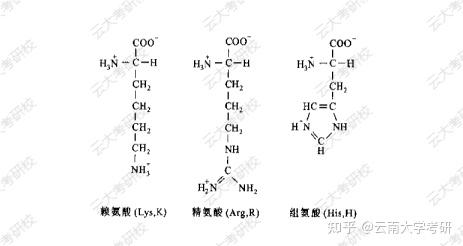 组氨酸结构式组成图片