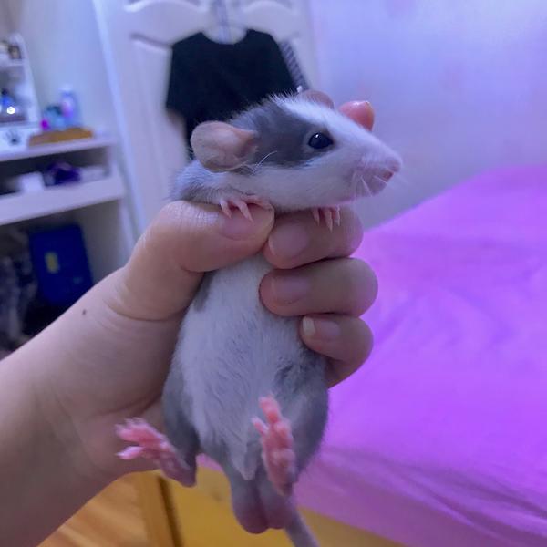 一个月的花枝鼠多大 知乎