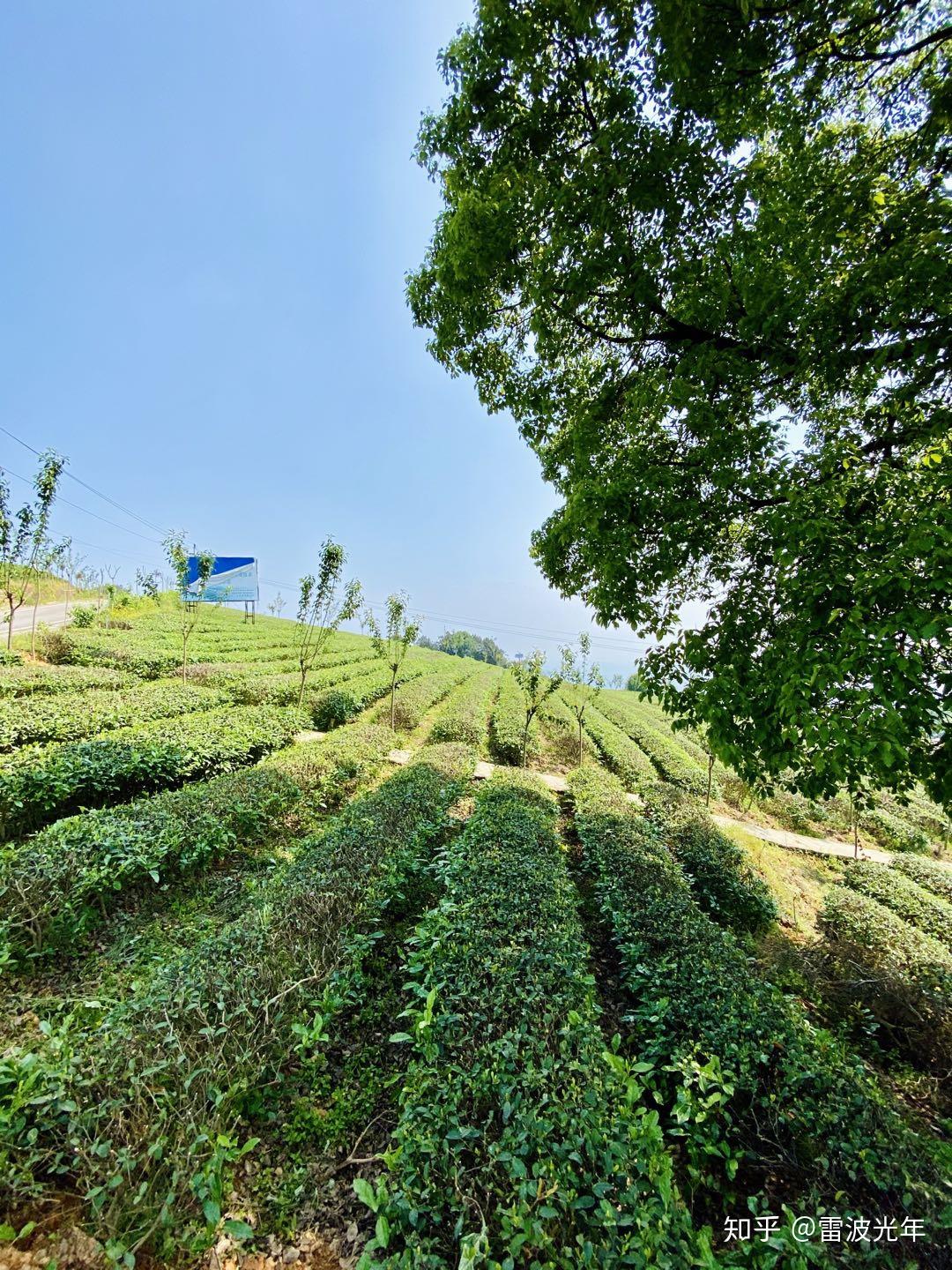 巴南定心茶园,距离市区最近的茶园,停车参观都不要钱 | 重庆 - 知乎