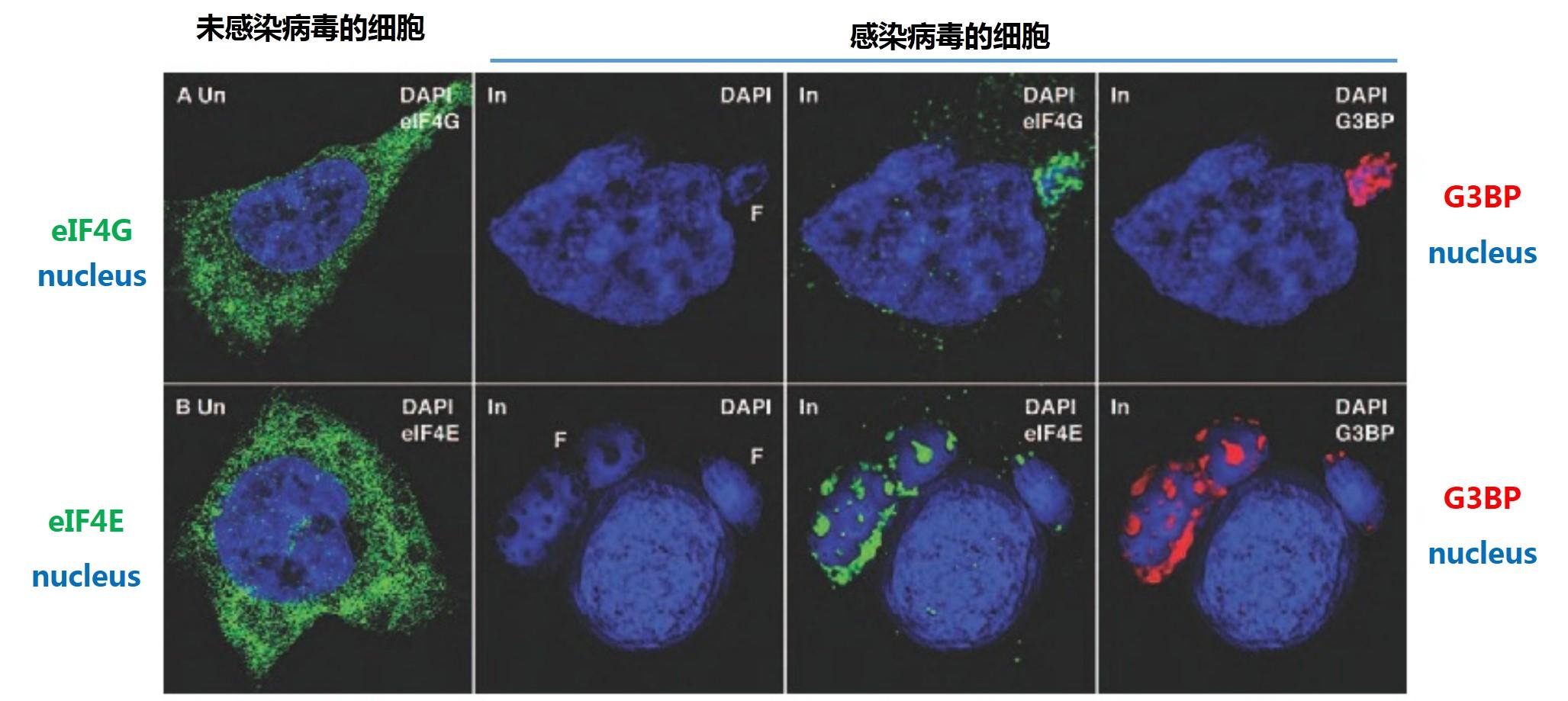 痘病毒1——正痘病毒属之病原学