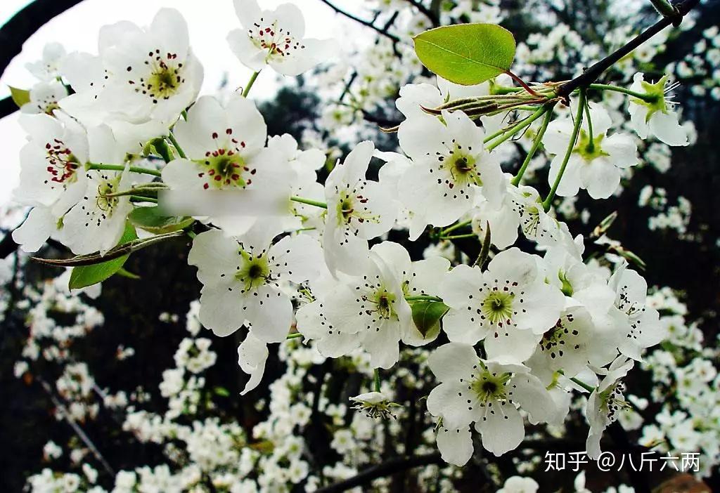 千树万树梨花开,去这5处地方赏全国最美梨花! - 知乎