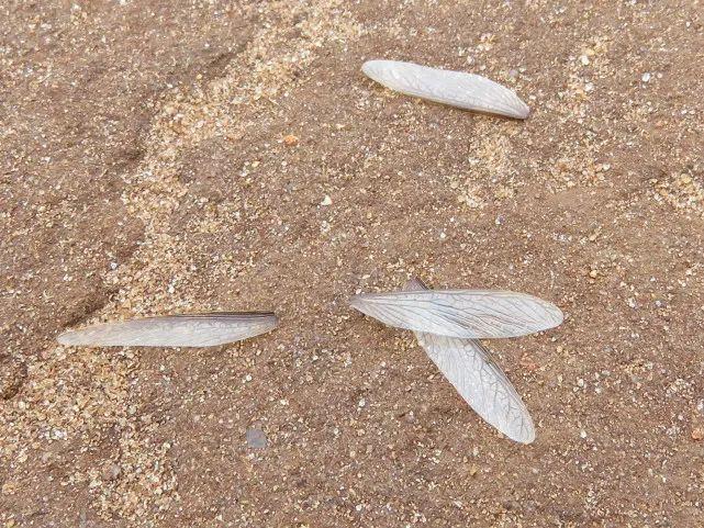 好好在地下待着不好吗为什么白蚁要搞出这么大动静婚飞