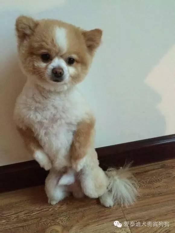 这只狗狗被主人剃毛后狗性大变,两脚站起对主人示威! - 知乎