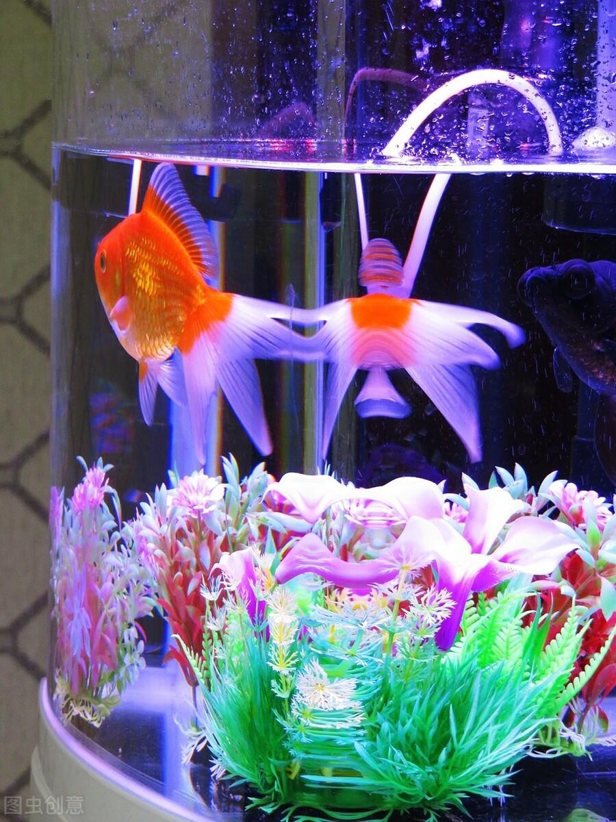 什么颜色的灯具显色更漂亮一文教你如何选购鱼缸照明灯具