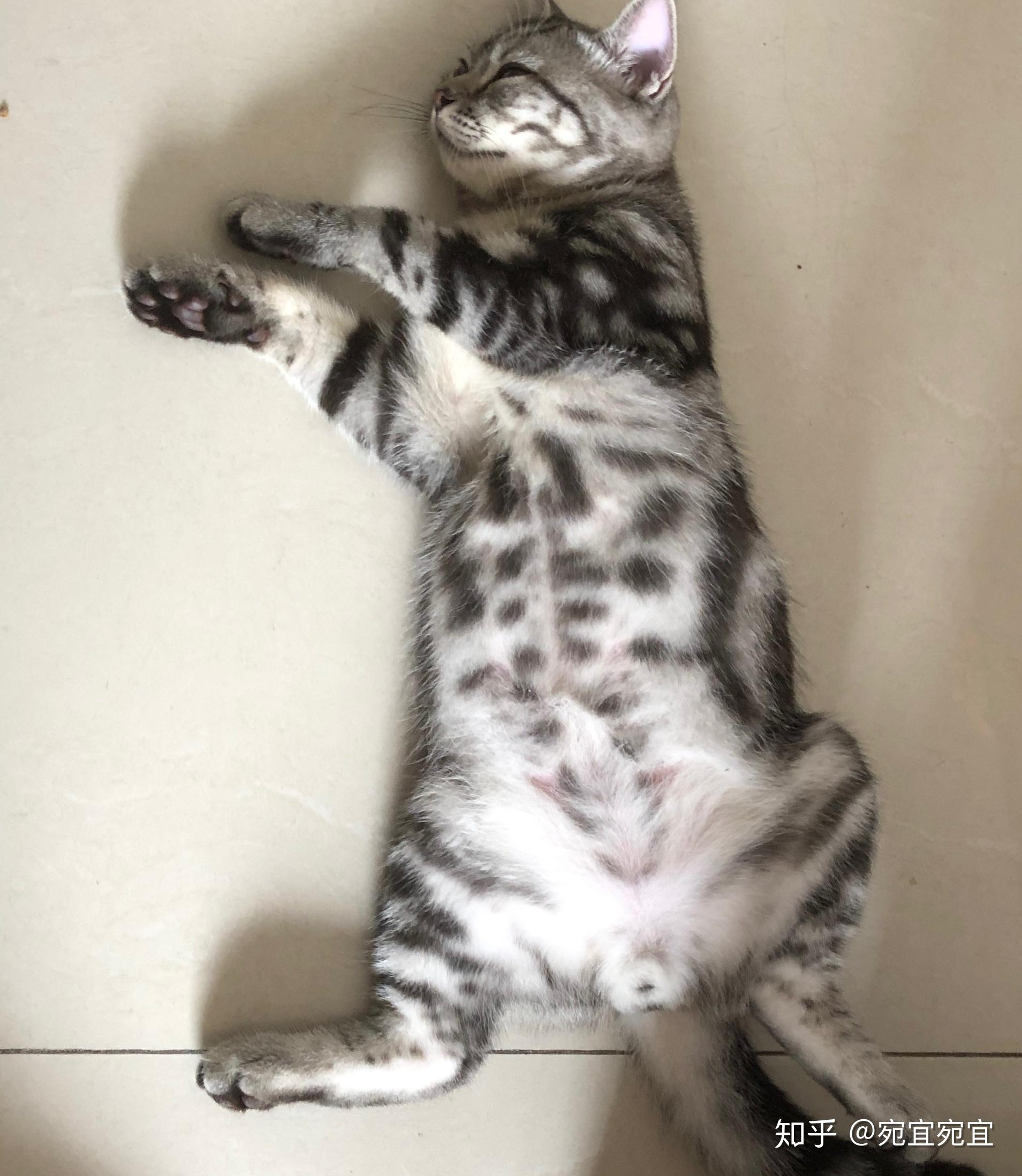 七个月左右的美短大概四斤左右是不是不正常啊