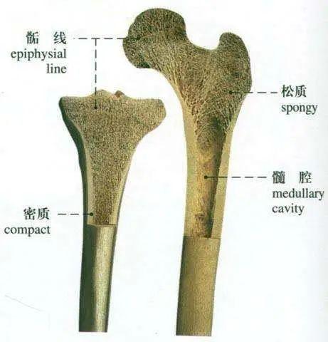 骨皮质松质骨示意图图片