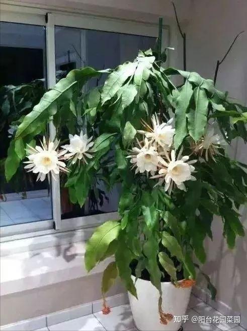 昙花和令箭荷花差不多,它们都属于仙人掌科的植物,可以把它理解为