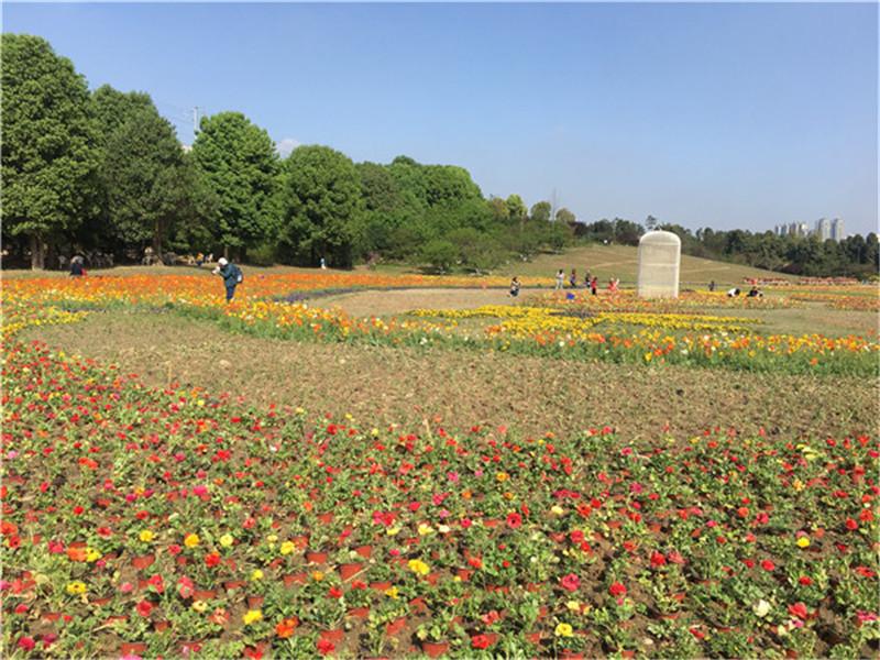 春日暖阳踏青吃喝玩乐就到三圣乡白鹭湾印象花园