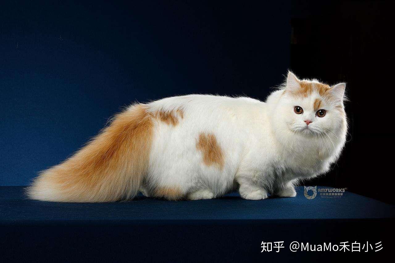 既有长毛也有短毛的官方承认的矮脚品种(其实说白了就是土猫脸的矮脚)