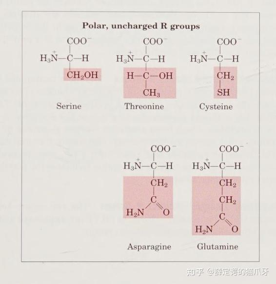 Lehninger生物化学原理 Chapter 5 氨基酸、多肽和蛋白 摘记 - 知乎
