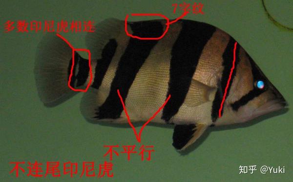 龙巅鱼邻谈 超详细的泰虎 印尼虎 越南虎解说来了 知乎