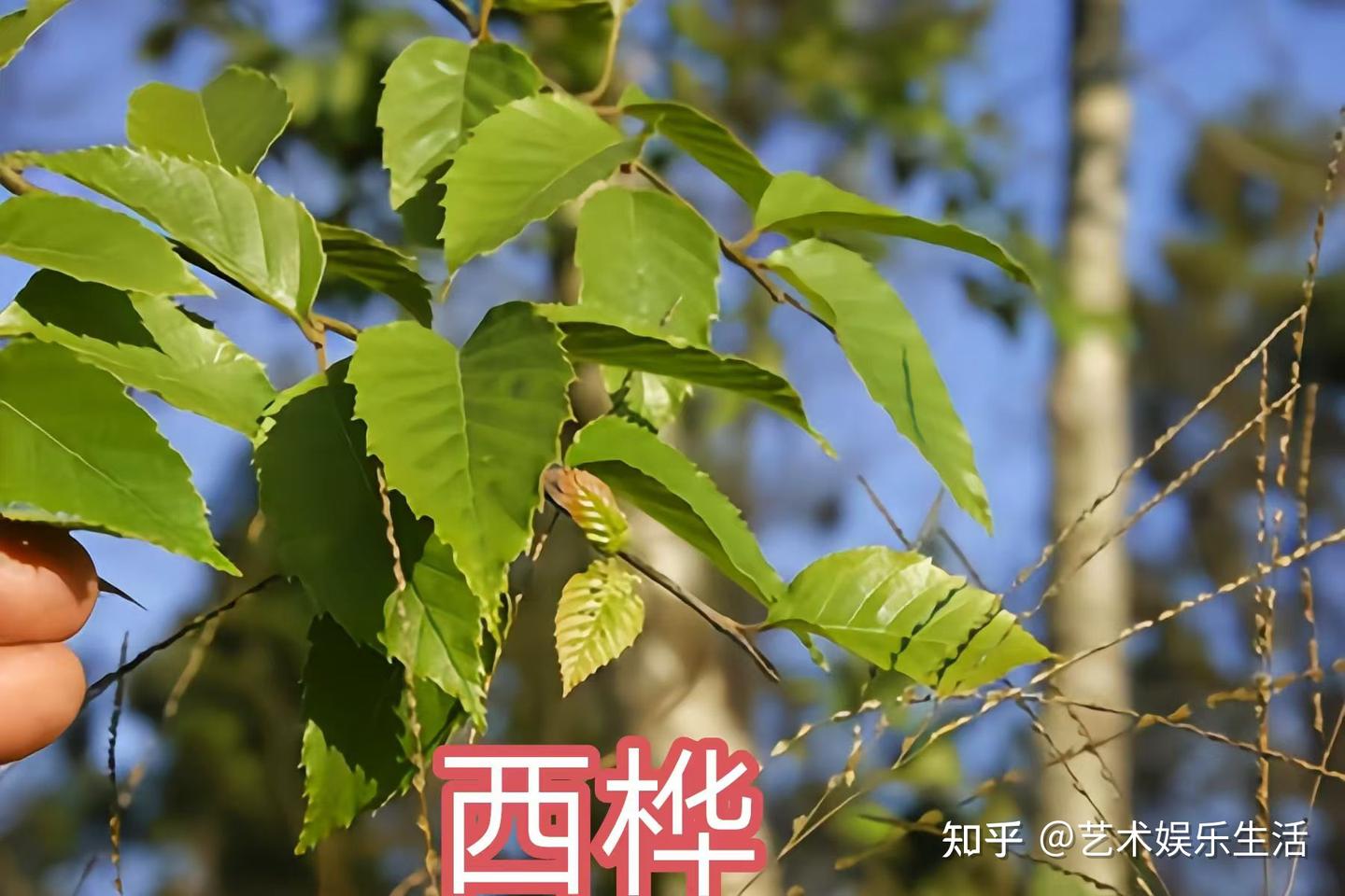 桦木科植物有哪些 - 知乎