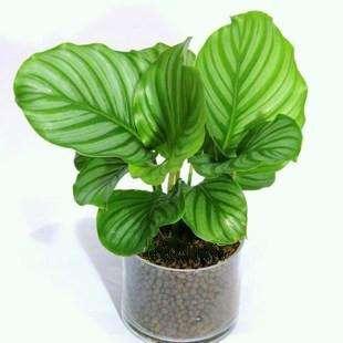 室内绿植推荐网红绿植 v2-efb9e1f2d0c9e06ae7104898b93a571b_b.jpg