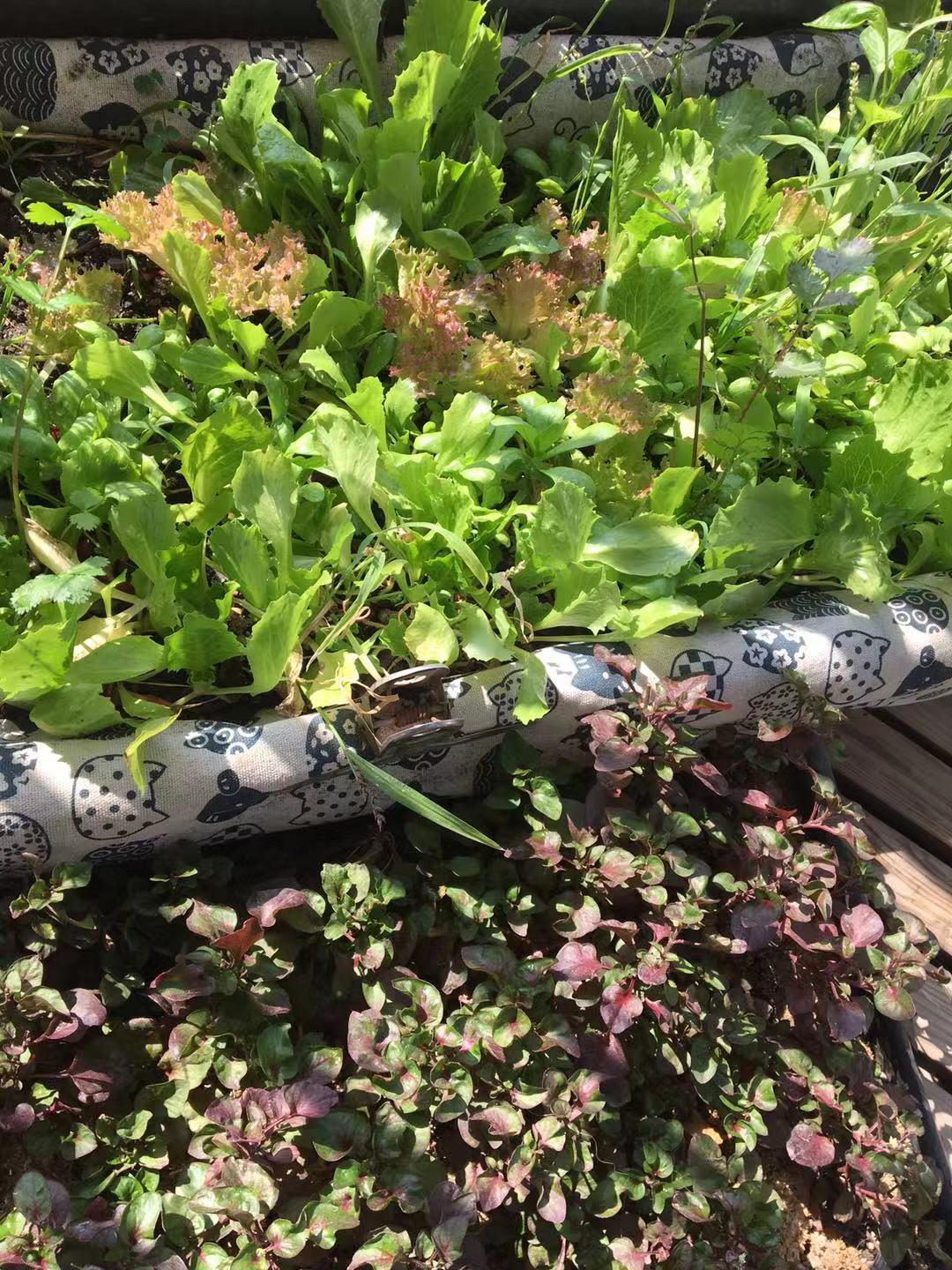 比如常种植的食物按照分类