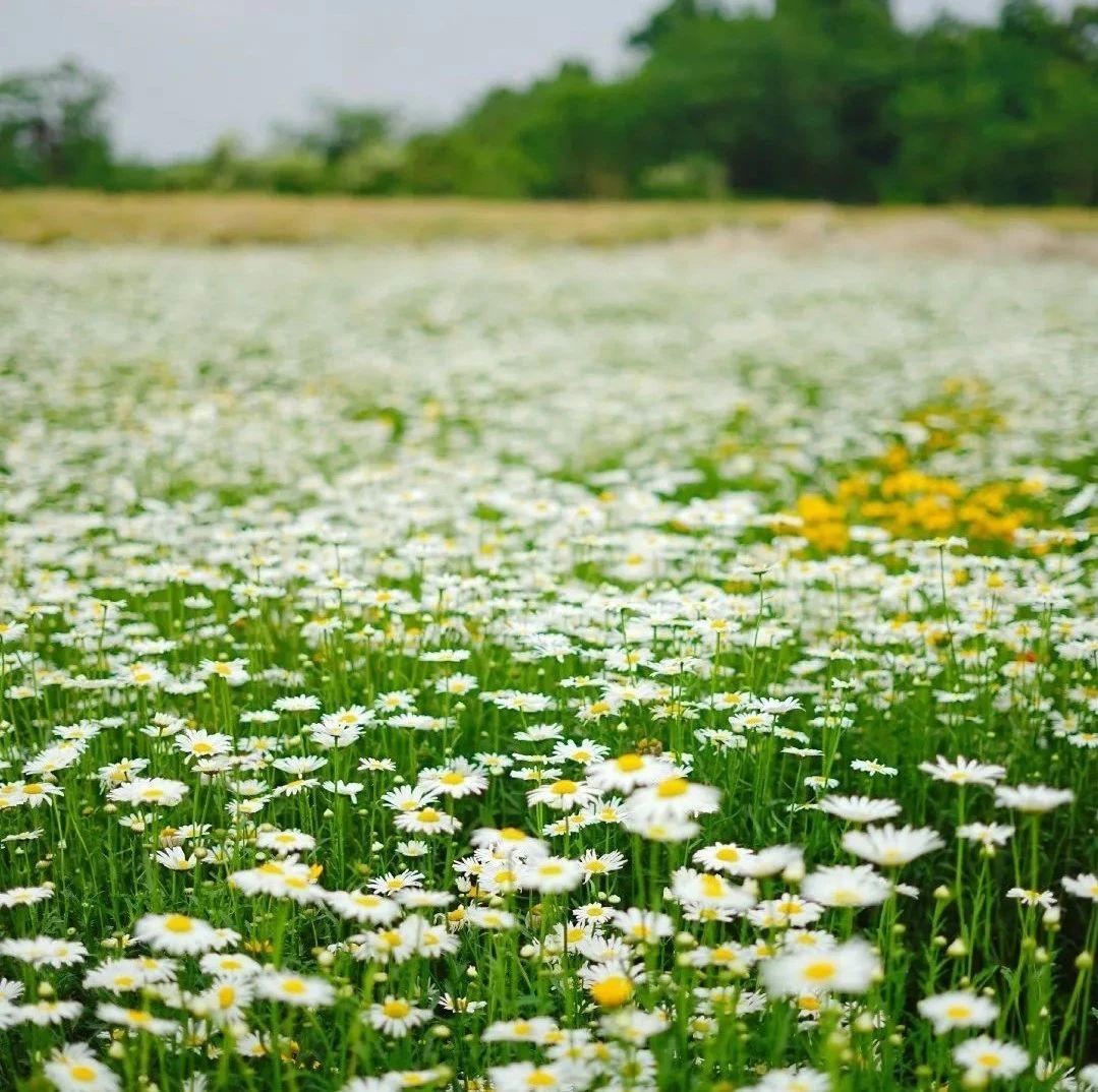 成都初夏 雏菊开成花海 惊艳了朋友圈 知乎