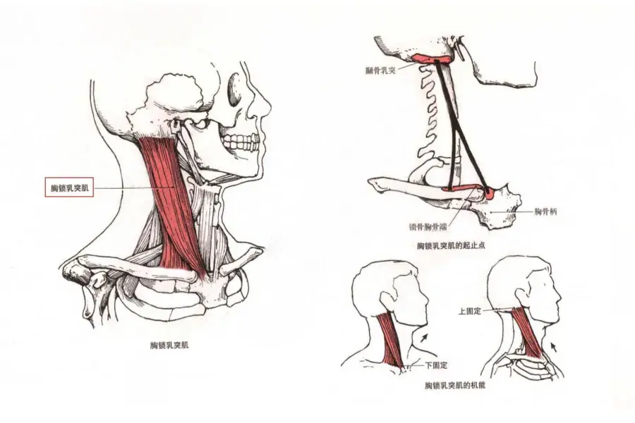 胸锁乳突肌起于止于图片