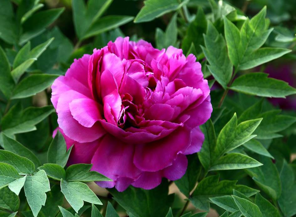 天津蓟州尧舜牡丹大放光彩