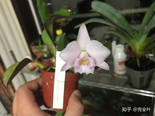 关于hadrolaelia的一些随笔